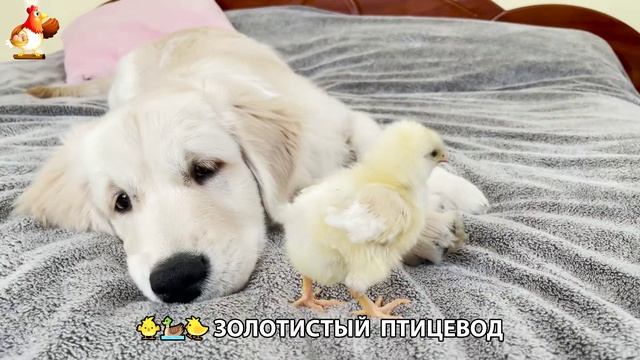 Щенок с цыплятами и утятами 🐤🦆🐶 Золотистый ретривер птицевод ❣️🥰😂 (3)