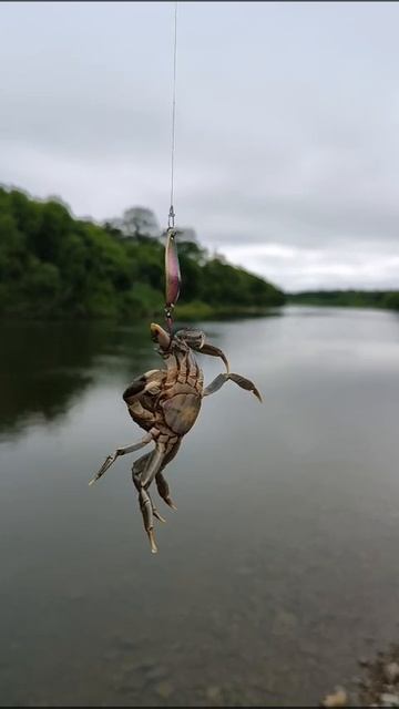однажды на рыбалке  ,оказалось 😅 можно поймать ни только рыбу