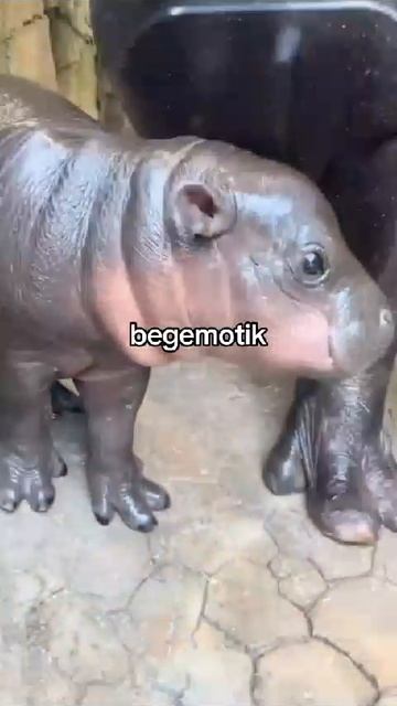 begemotiki