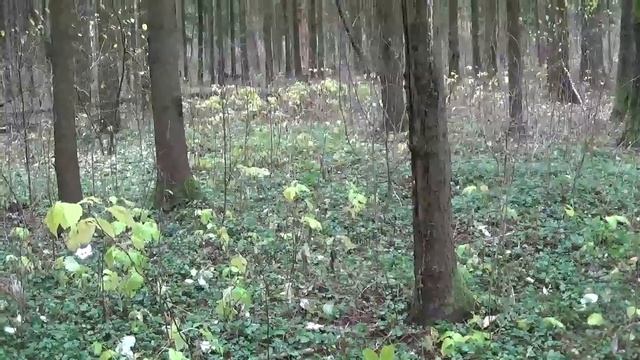 Авторский ритуал Инги Хосроевой. Чтобы Карачун обошел стороной...для всех...