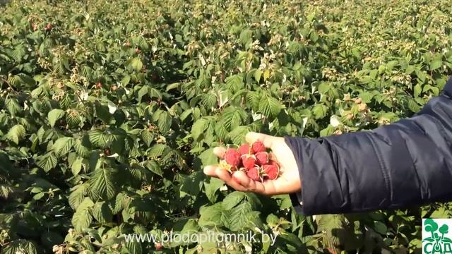 Малина ремонтантная сорт Геракл