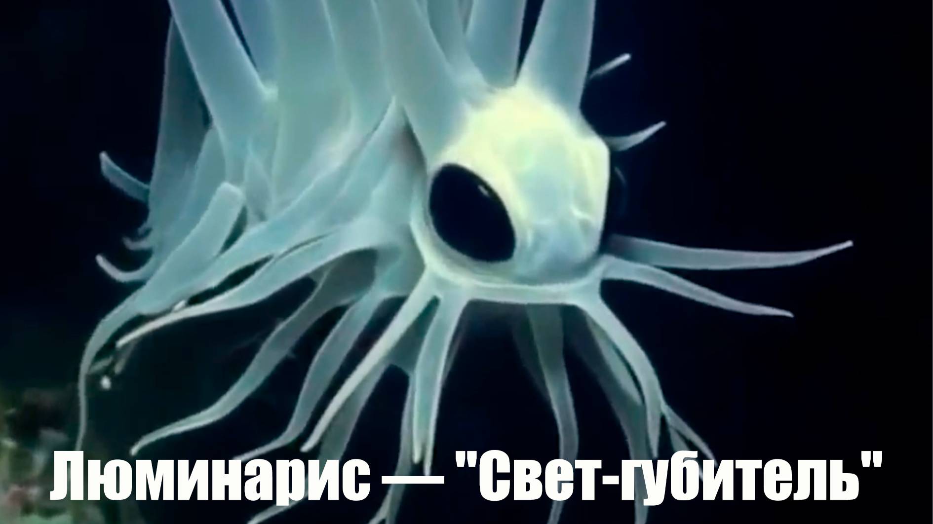 Легенда о Люминарисе — "Свете-губителе"