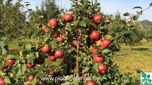 Яблоня сорт Белорусское сладкое