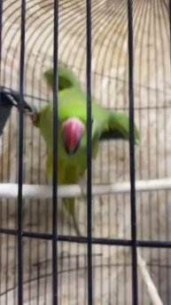 Сколько раз эта кроха напала на автора? Пиши в комментариях