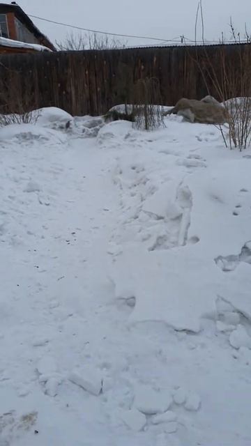 Шпиц очень активная порода!