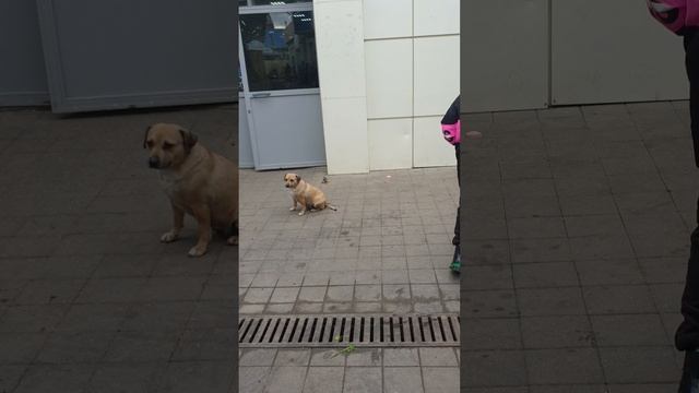 20250124_130029.mp4 мясной корпус