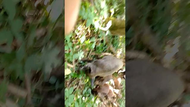 VID_20220719_113816.mp4