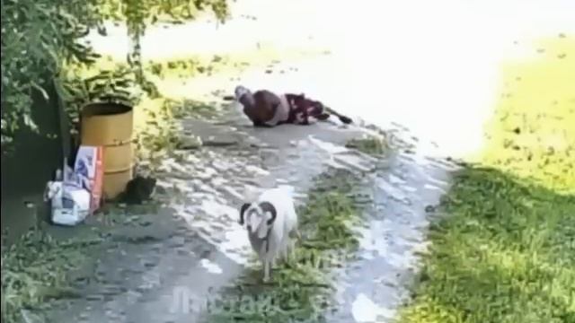Бараны