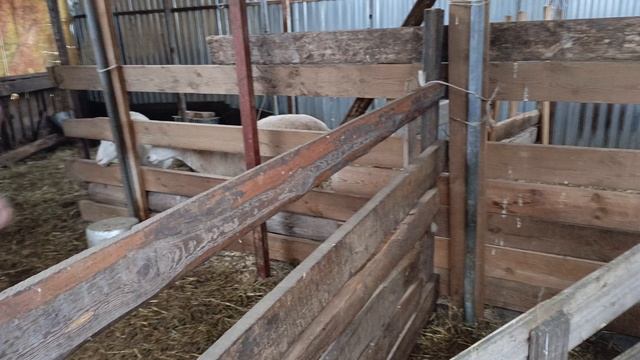 Первая партия Катумских ягнят