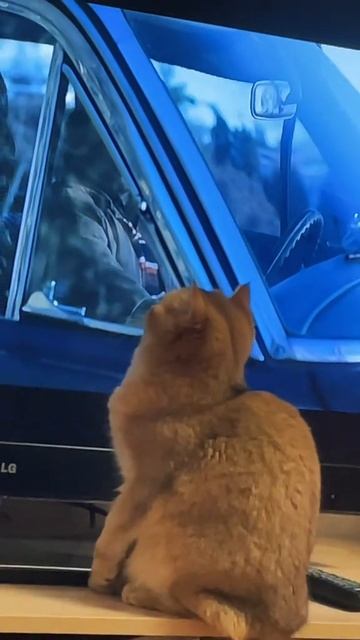 Спалила кошку за просмотром фильма для людей! 😱 #shorts #шортстренды #мемы #котики #рекомендации