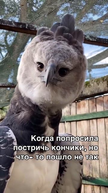Новый образ