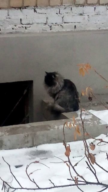 КОШКИ НА УЛИЦЕ