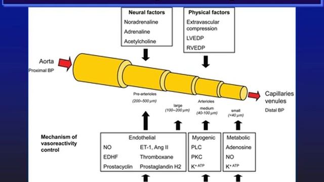 The physiology of the microcirculation Hollenberg Steve 2015