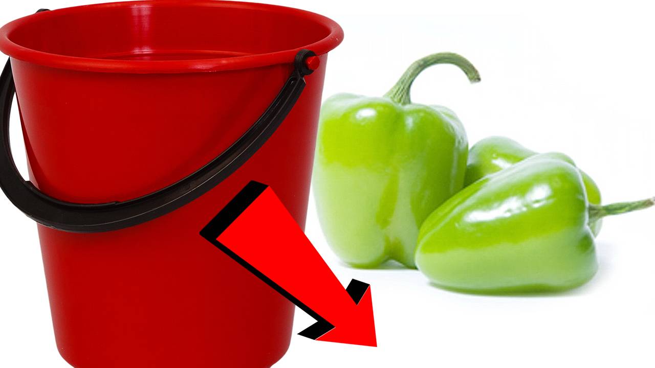 Как вырастить болгарский перец За 3 Секунды!