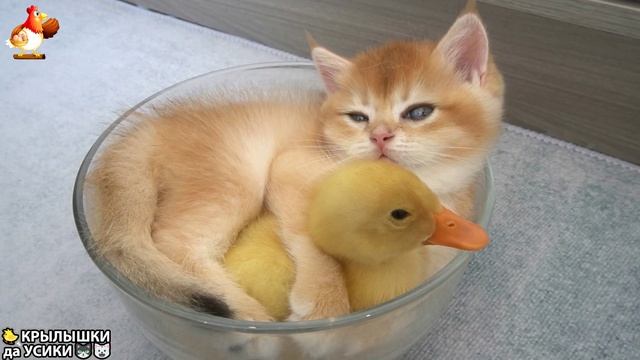 Утята и Цыплята - Кошки и котята - (23) Хвостики да Усики ❣️🥰🤣