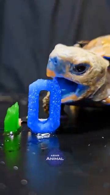 ASMR Mukbang Eating Blue & Green 10 💙💚 Turtle Tortoise