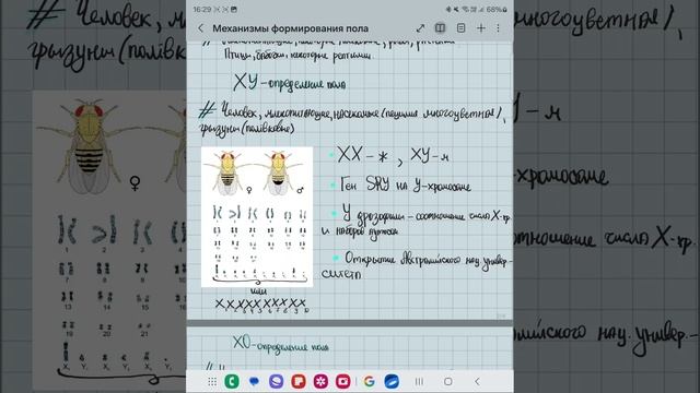 Механизм образования пола