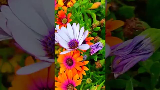 ЖАКАРАНДА 🍀🌺🍀В МАРТЕ 2024 ! С МИМОЗОЙ ОБНИМАЕТСЯ