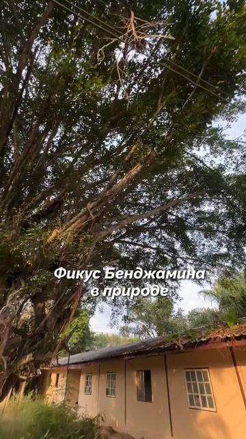 Фикус Бенджамина в природе