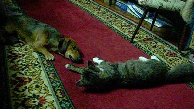 .Такса с котом. Кузя и Арчи2. Ялта