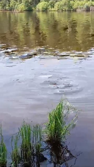 красивая погода и рыбалка мелкая рыбёшка