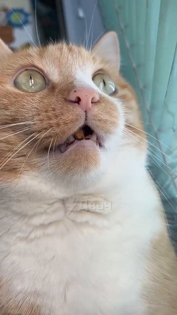 Ушёл в нирвану