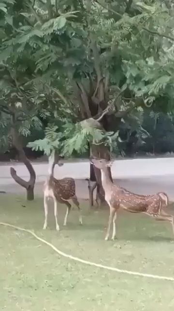 😂Обезьяна помогает оленям.