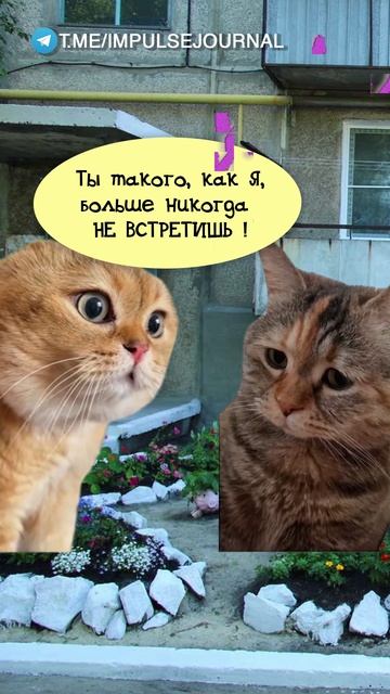 Ухожу #мыкотики #вмем #разговор #анекдот #шутки #животные #юмор #кошки #смешное #мемы #скетчи