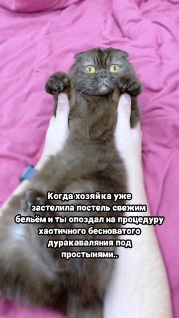 Когда хозяйственность излишняя #коты #питомцы