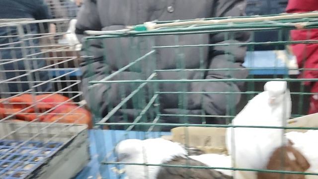 25.01.2025г Голубиный Рай Садовод ч. 2