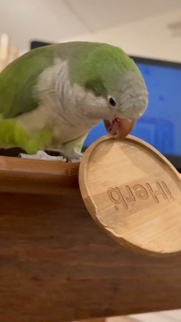 Black Friday parrot (he took something and don’t know why) #parrot #blackfriday #sale