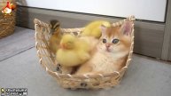 Утята и Цыплята - Кошки и котята - (21) Хвостики да Усики ❣️🥰🤣