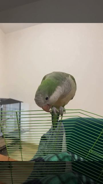 Tuco the Quaker rarely a calm one #birds #parrot