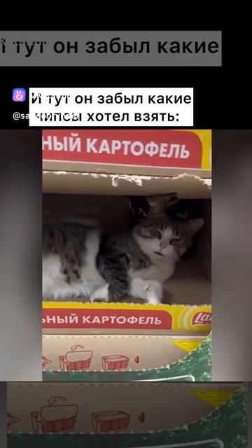 clip-223824103_456251078