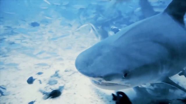 .... Почему акулы нападают на людей . Самые опасные акулы для людей .....