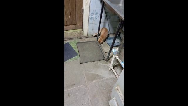 Кот. Пес. Собака. Том и Фокс