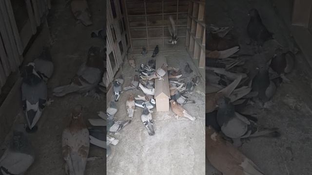 мои птички кушают