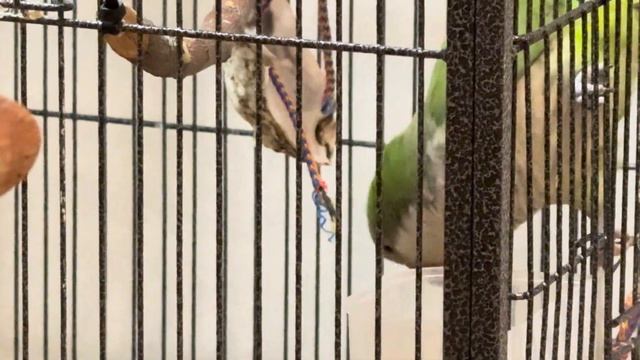Quaker parrot plays in a cage/ Попугаи играется в клетке