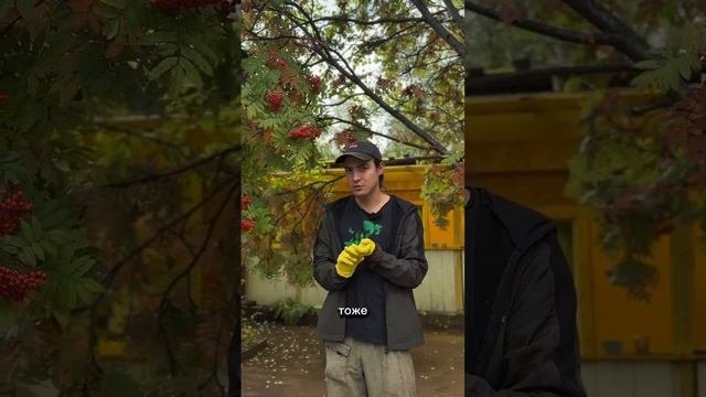 Обработка тли. Часть 1