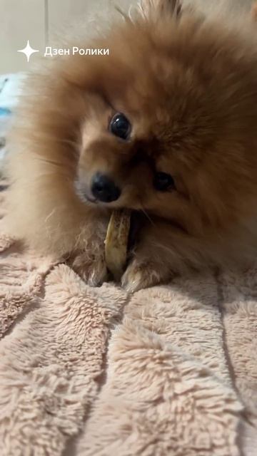 Райское наслаждение 🦴