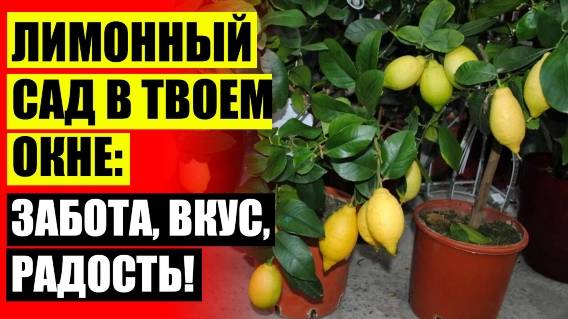 ❗ Дерево дома ⛔