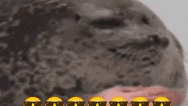 жёсткий морж с руками