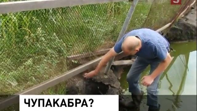 В Свердловской области фермер был бы рад, если бы кто-нибудь расправился с чупакаброй