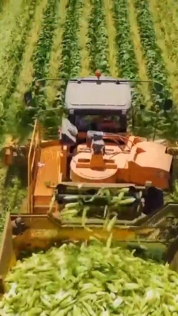 уборка кукурузы 🌽 таким вот способом 🧐🚜🚜🚜