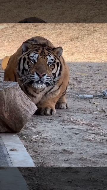 🐯Упитанный тигр!

Мне бы рядом с таким мощным хищником совсем не было бы смешно...😱