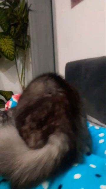Танцовщица