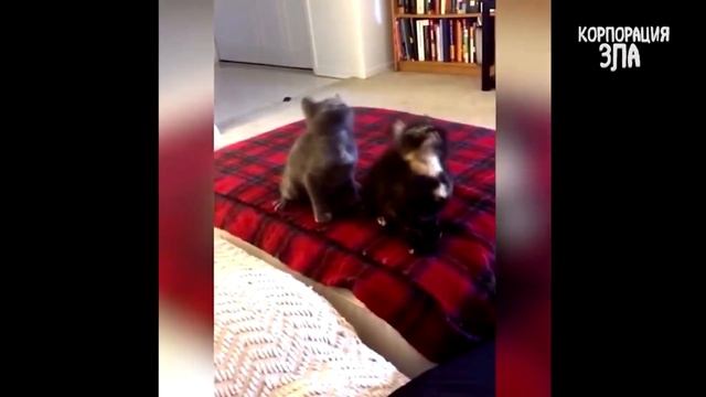 Dancing cats
