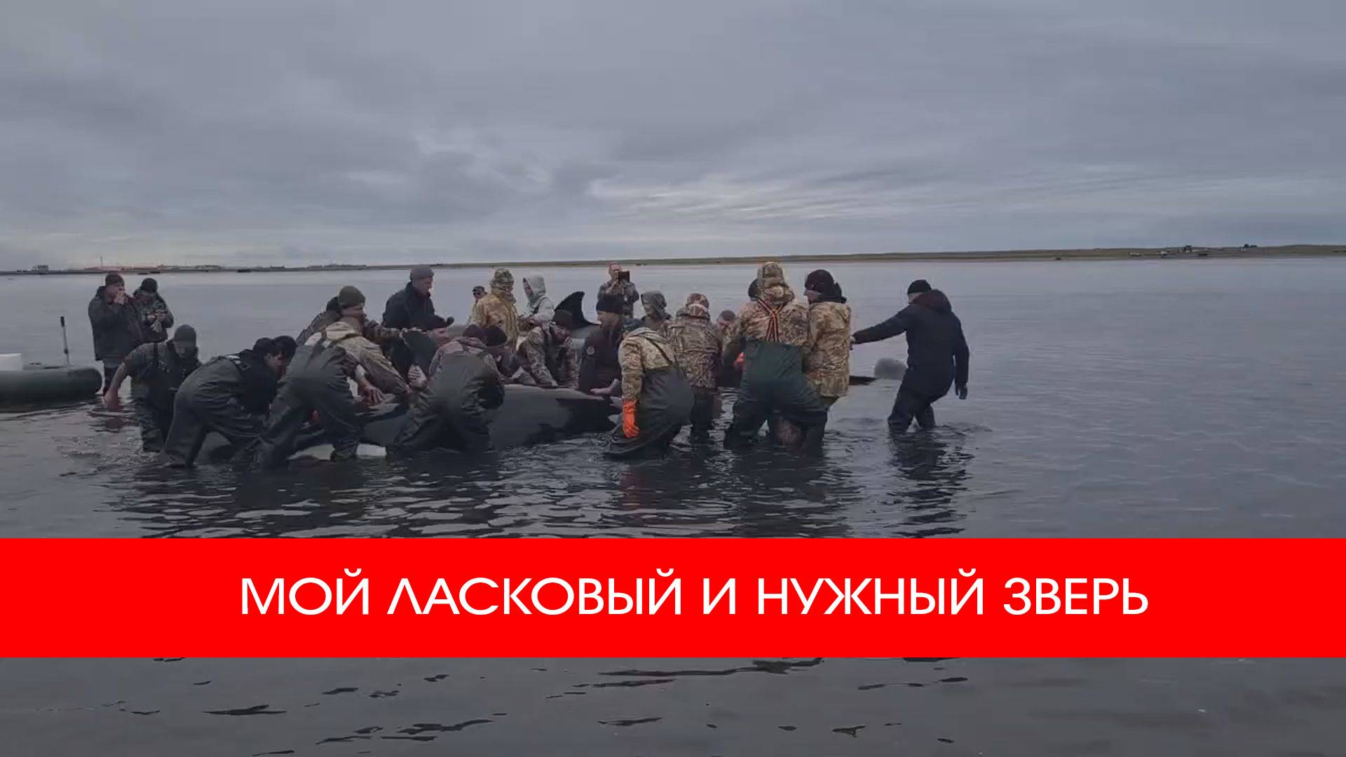 МОЙ ЛАСКОВЫЙ И НУЖНЫЙ ЗВЕРЬ