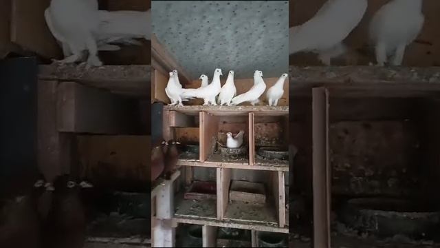 голуби подписчика