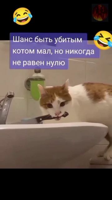 Шансы есть всегда 🤣🤣 #юмор#животные#Котики
